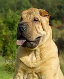 Shar Pei 9A97D-21